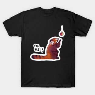 Red Panda gets a gift T-Shirt